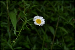 Erigeron karvinskianus